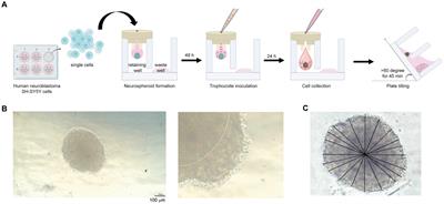 Phenotypic assay for cytotoxicity assessment of Balamuthia mandrillaris against human neurospheroids